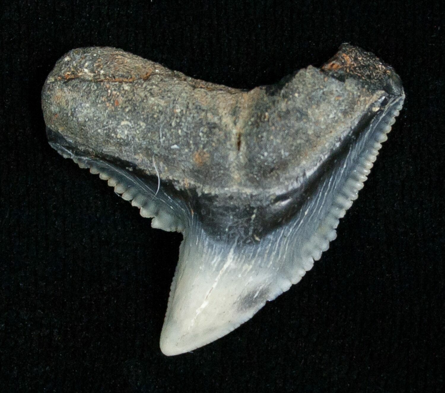 Blueish Fossil Galeocerdo Tooth (Tiger Shark) For Sale (#5154
