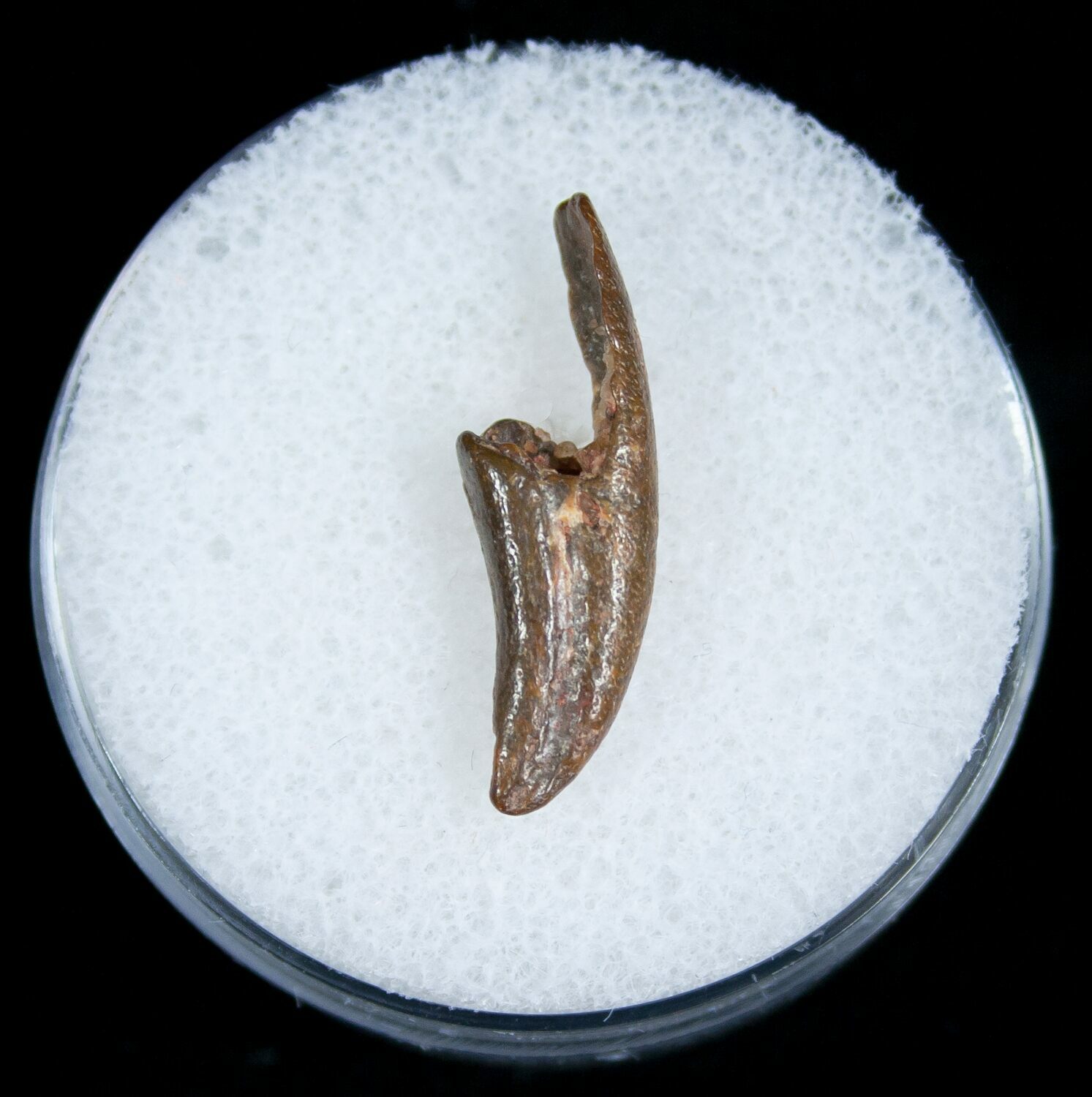 raptor claw fossil