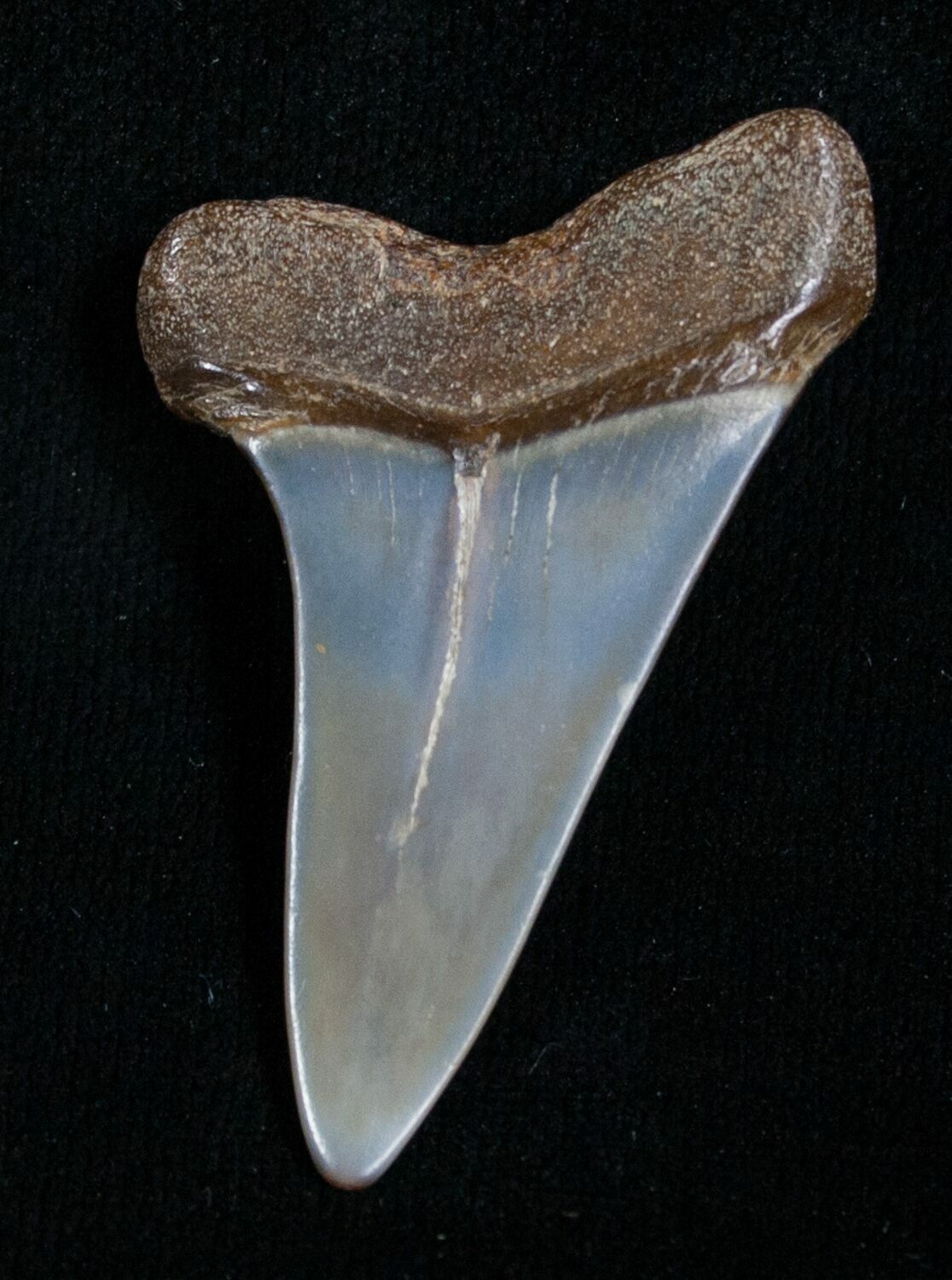 Fossil Giant Mako Shark Tooth - Virginia For Sale (#5549) - FossilEra.com
