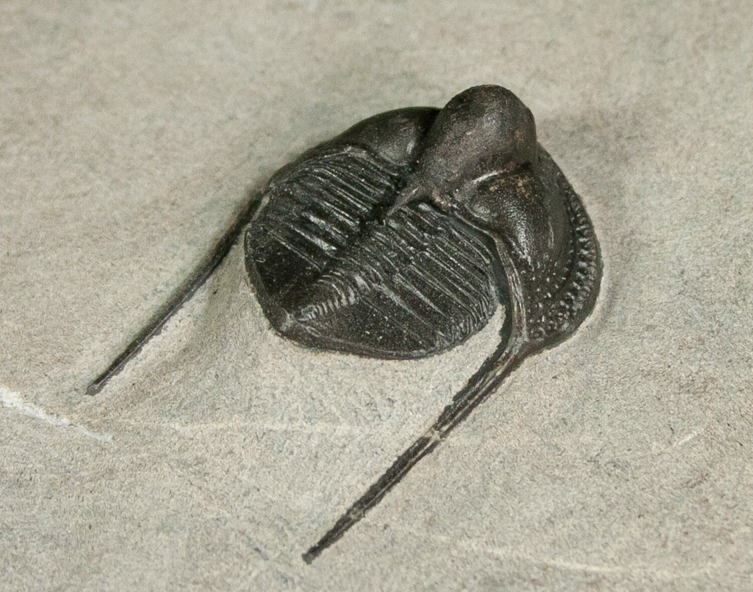 Perfectly Inflated Cryptolithus Trilobite Pennsylvania For Sale