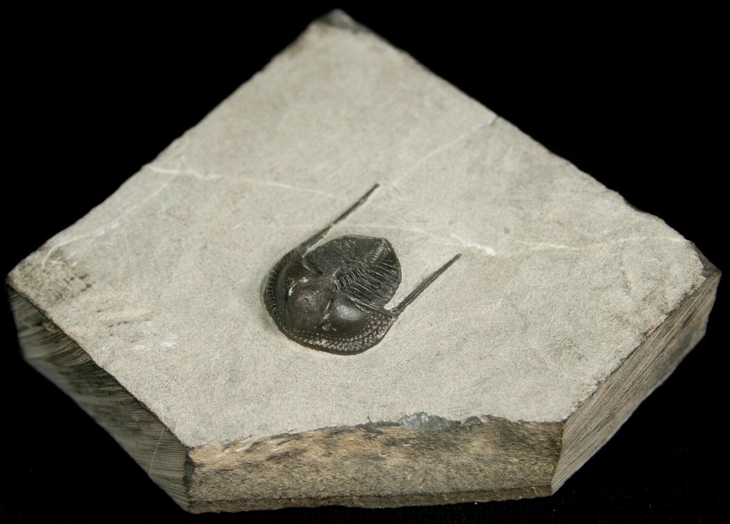 Perfectly Inflated Cryptolithus Trilobite Pennsylvania For Sale