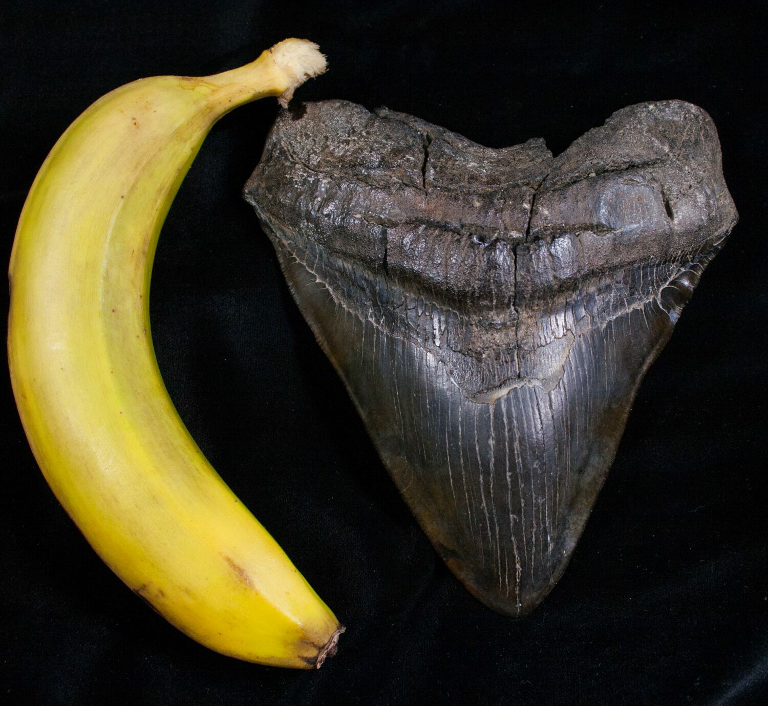 Extremely Wide 6.13" Megalodon Tooth For Sale (#5726) - FossilEra.com