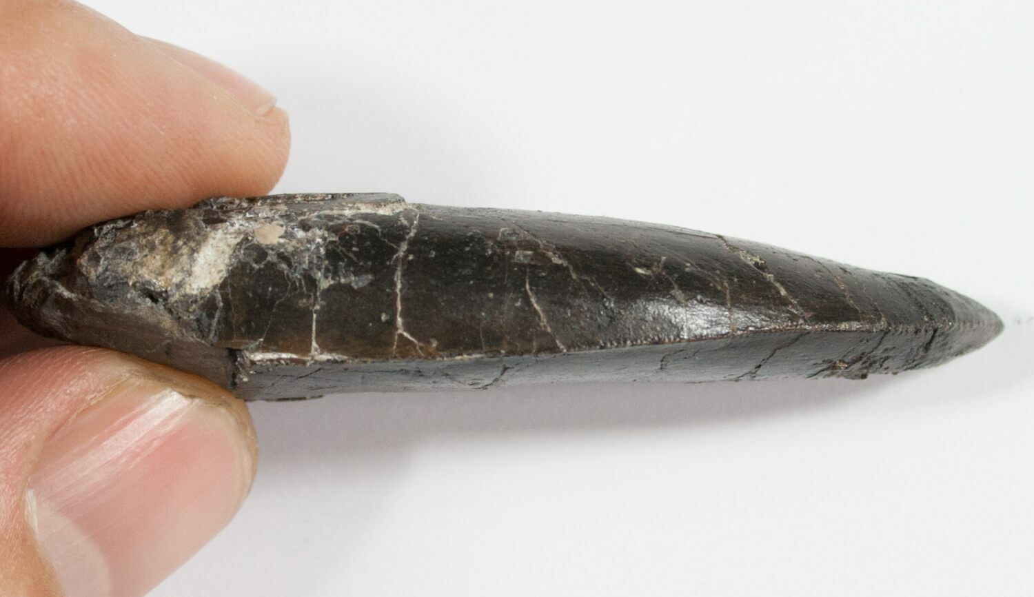 allosaurus tooth for sale