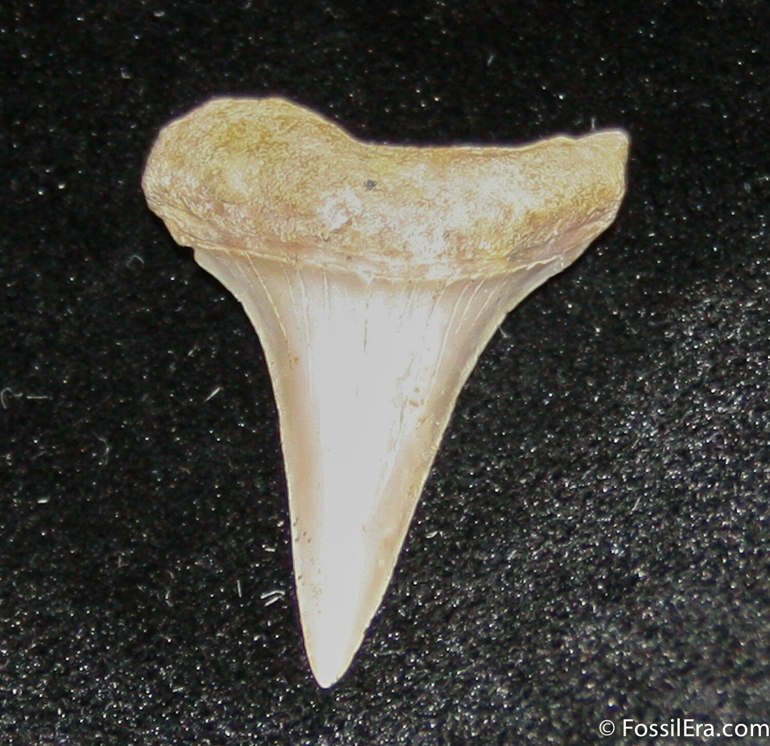 Small Mako Shark Tooth Fossil (Sharktooth Hill) For Sale (#850