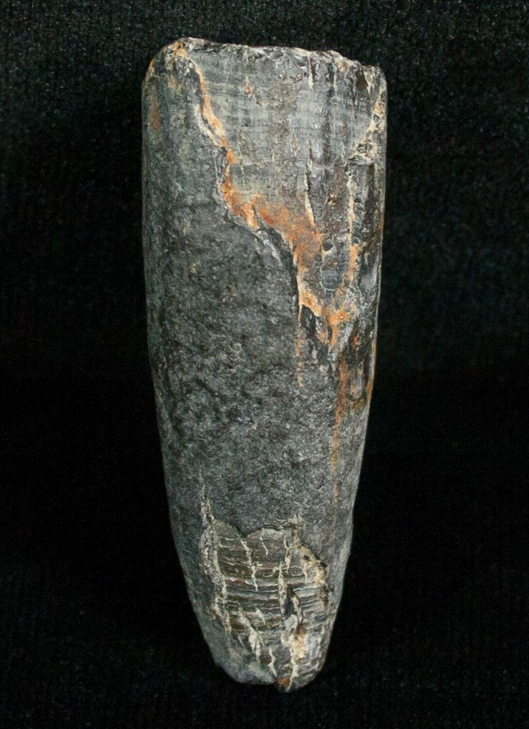 Miocene Aged Fossil Whale Tooth - 1.68" For Sale (#5657) - FossilEra.com