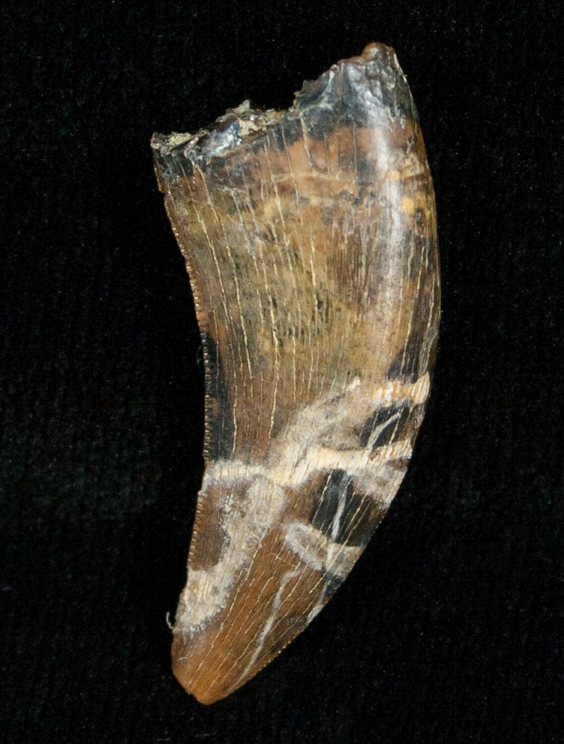 raptor tooth fossil