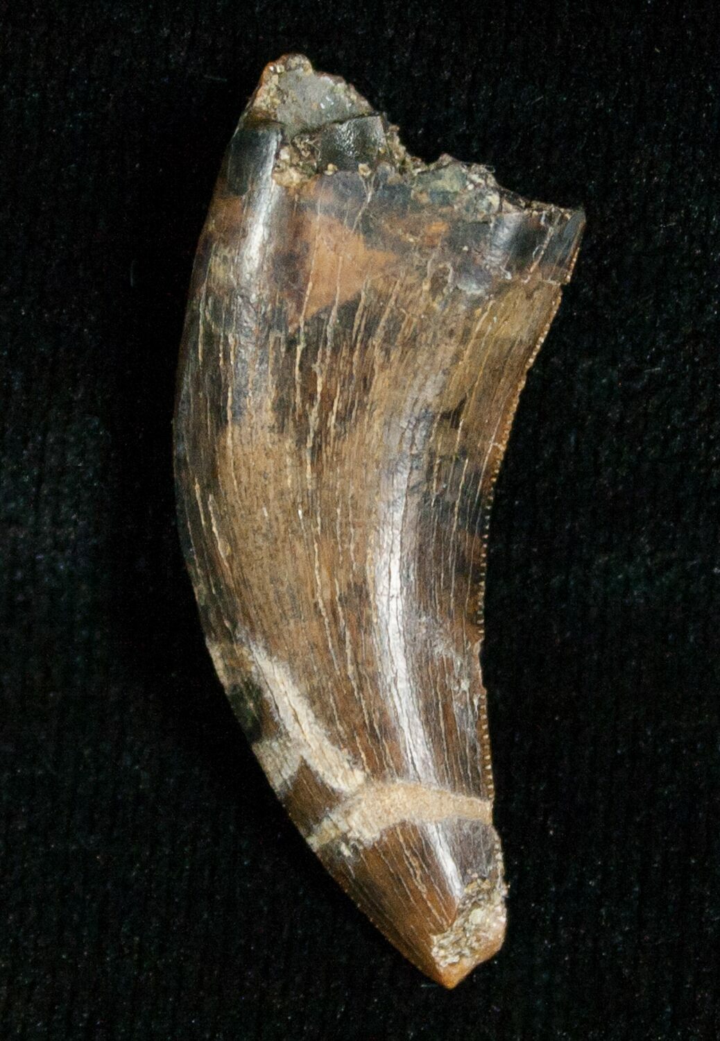 raptor tooth fossil