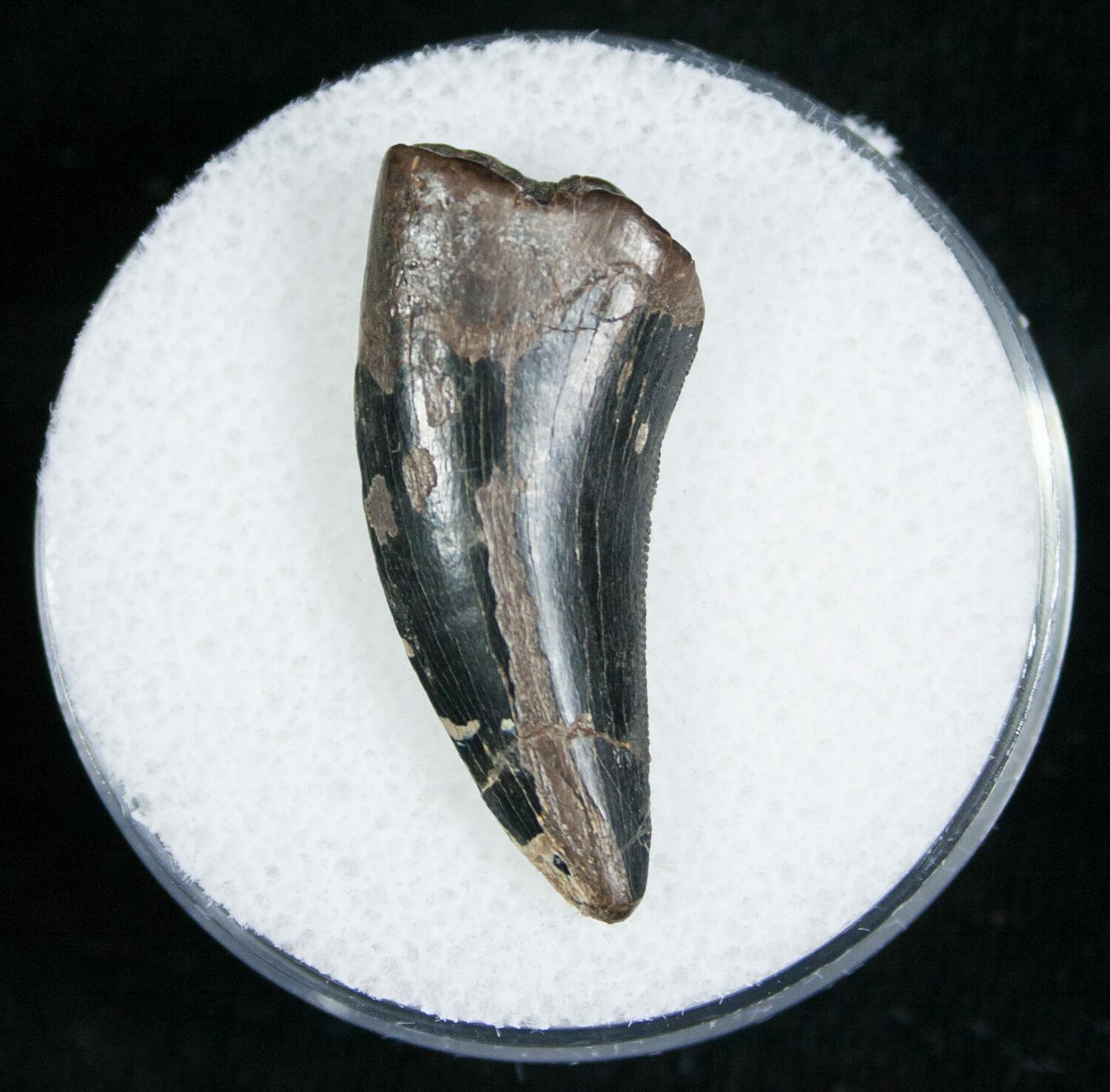 raptor tooth fossil