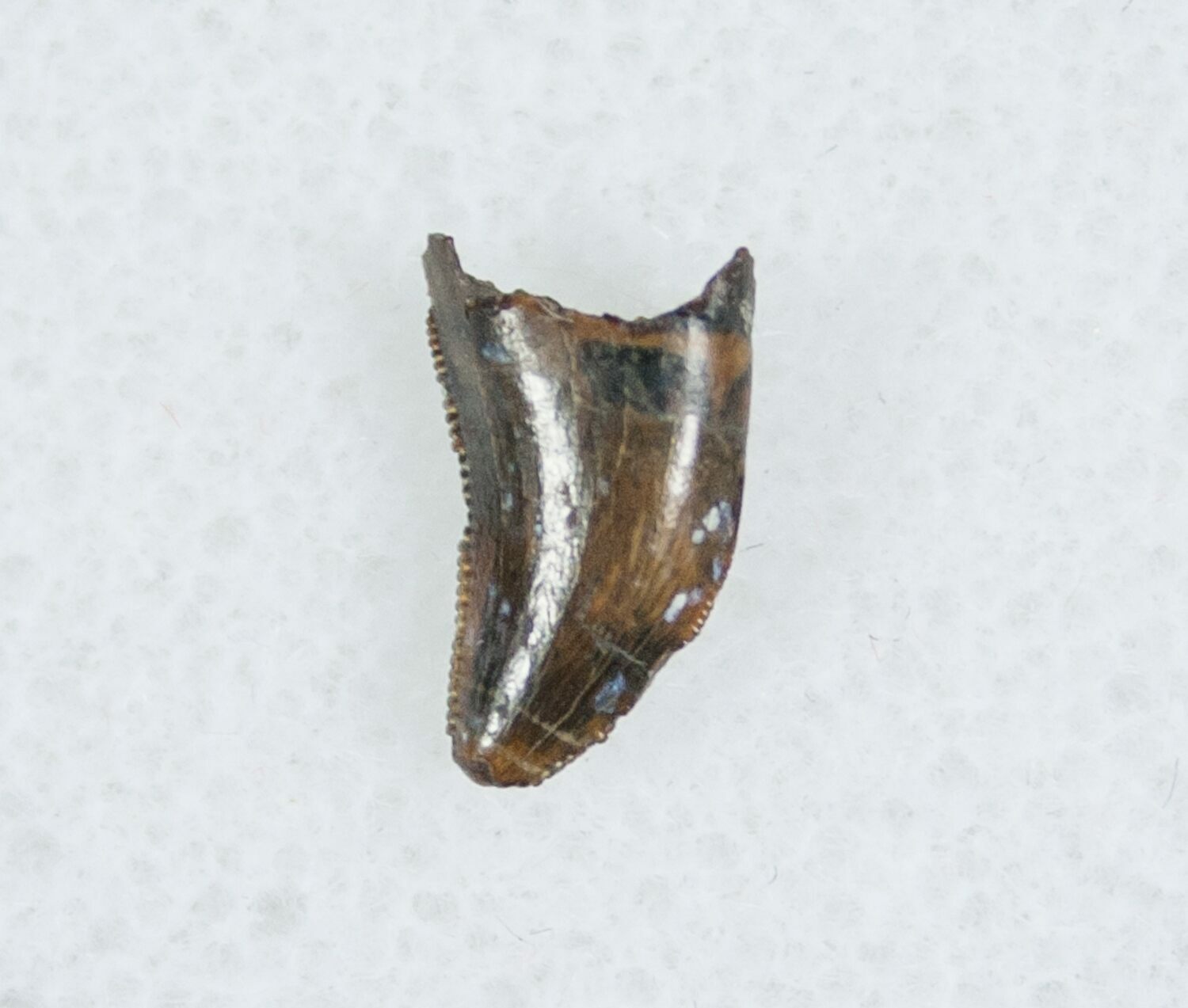 velociraptor tooth fossil