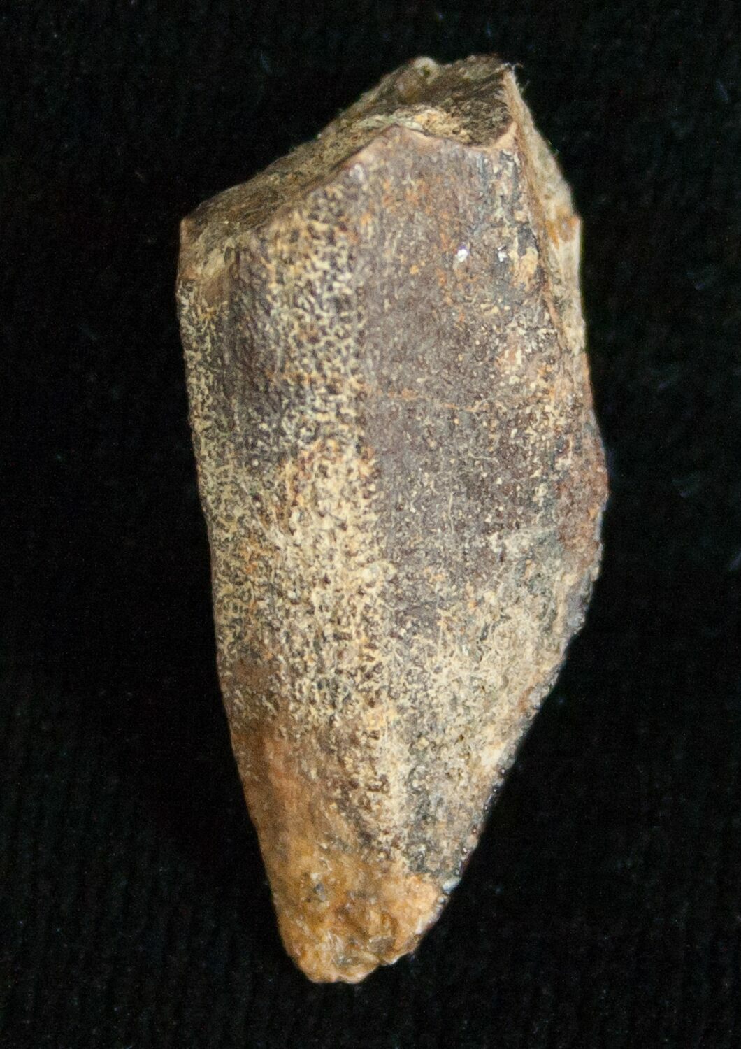 edmontosaurus teeth