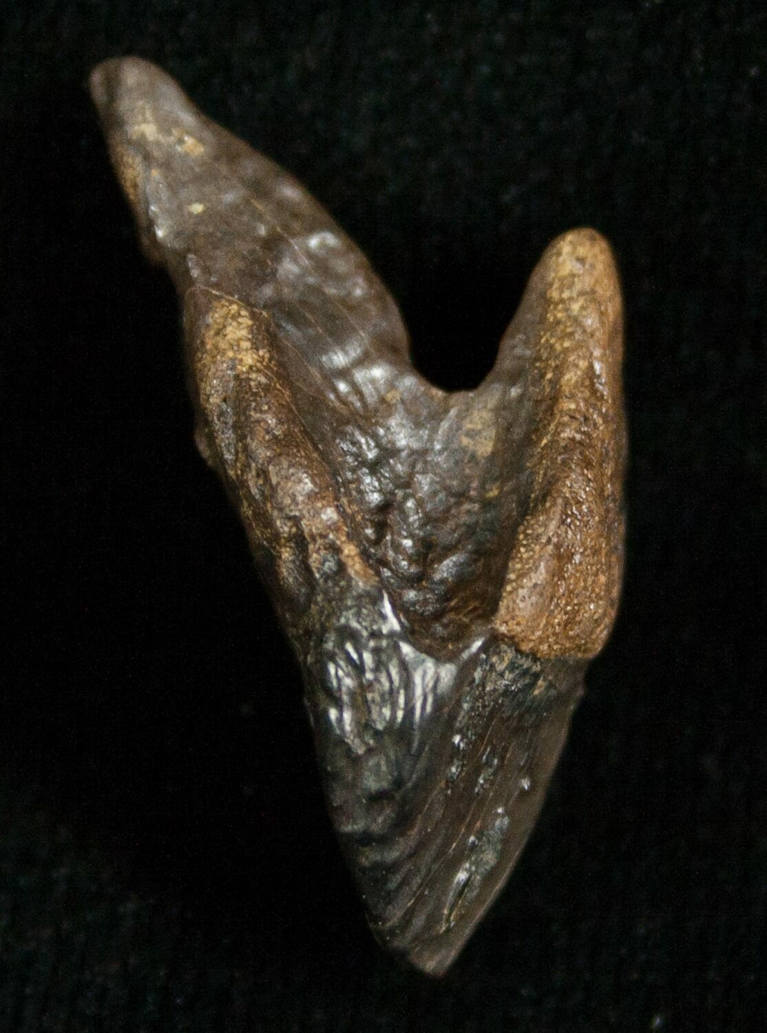 triceratops teeth for sale