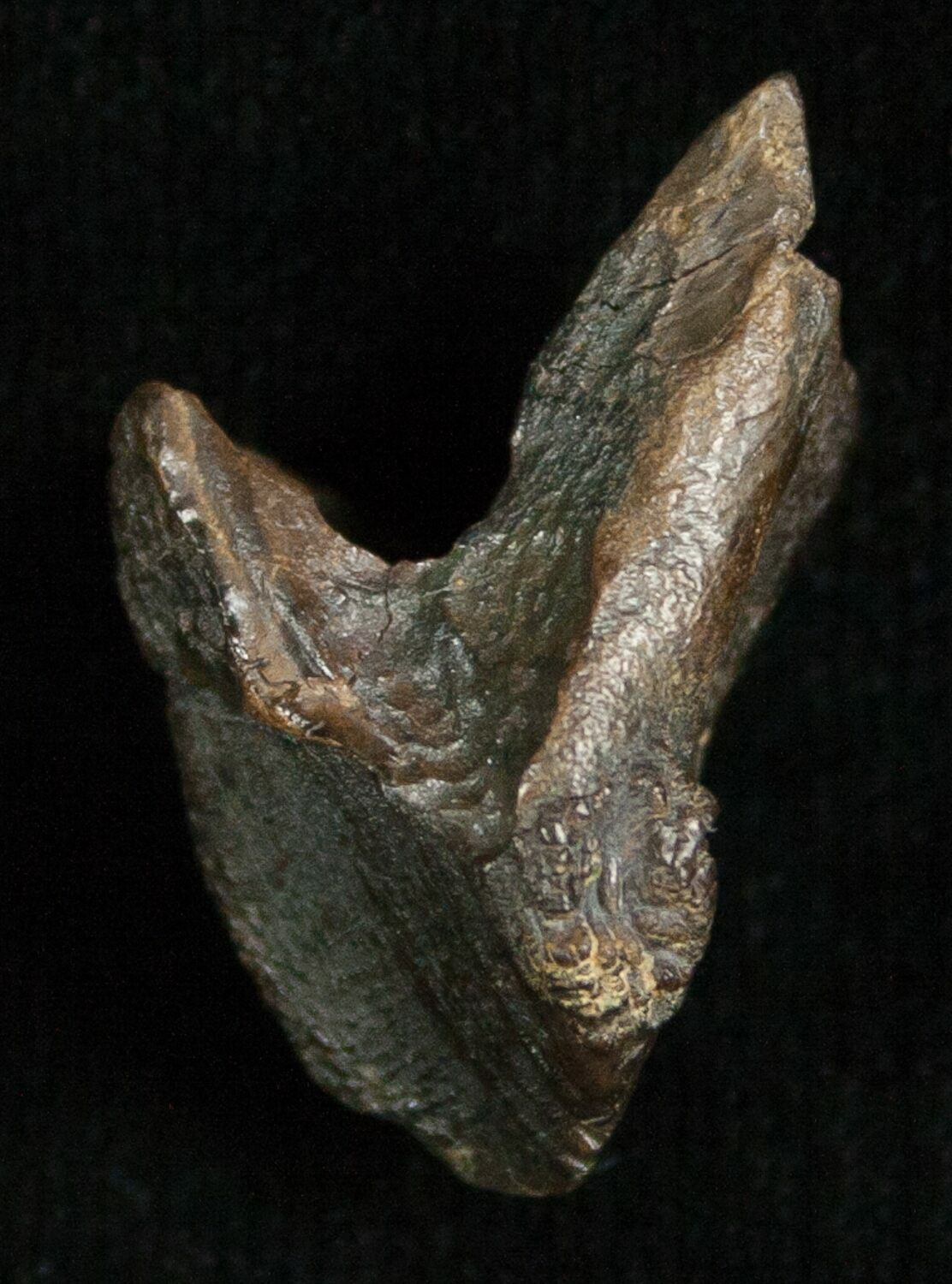 triceratops teeth for sale