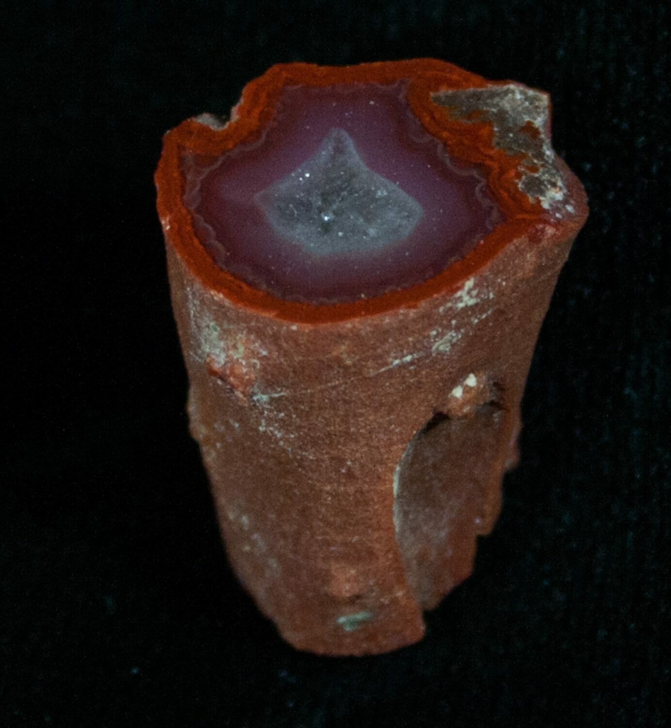 Rare Yellow Cat Petrified Wood Limb Section For Sale (#5777