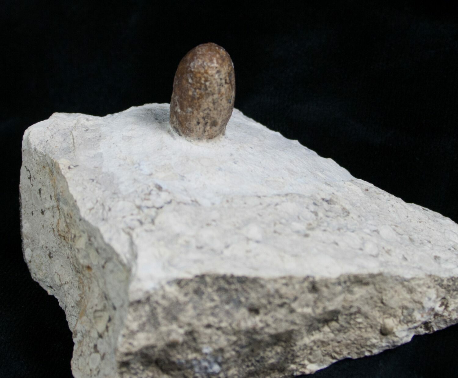 fossil eggs for sale