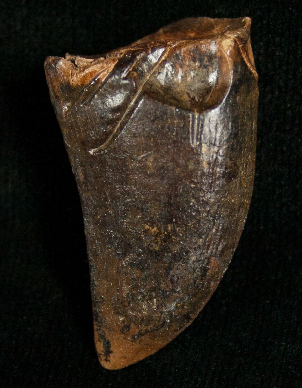 buy real t rex tooth