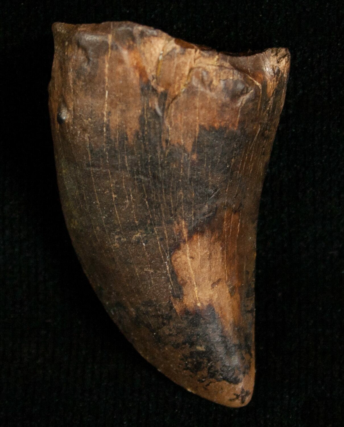 t rex tooth fossil