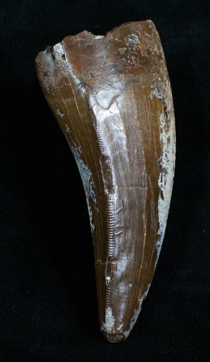 3.60" T-Rex Tooth - Excellent Preservation! For Sale (#5941