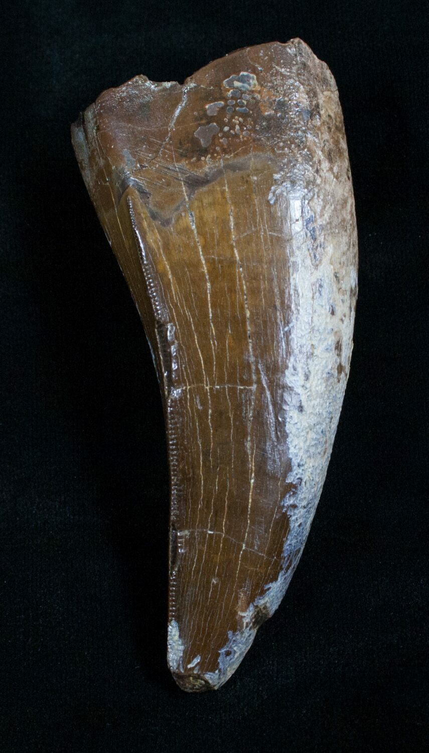 buy real t rex tooth