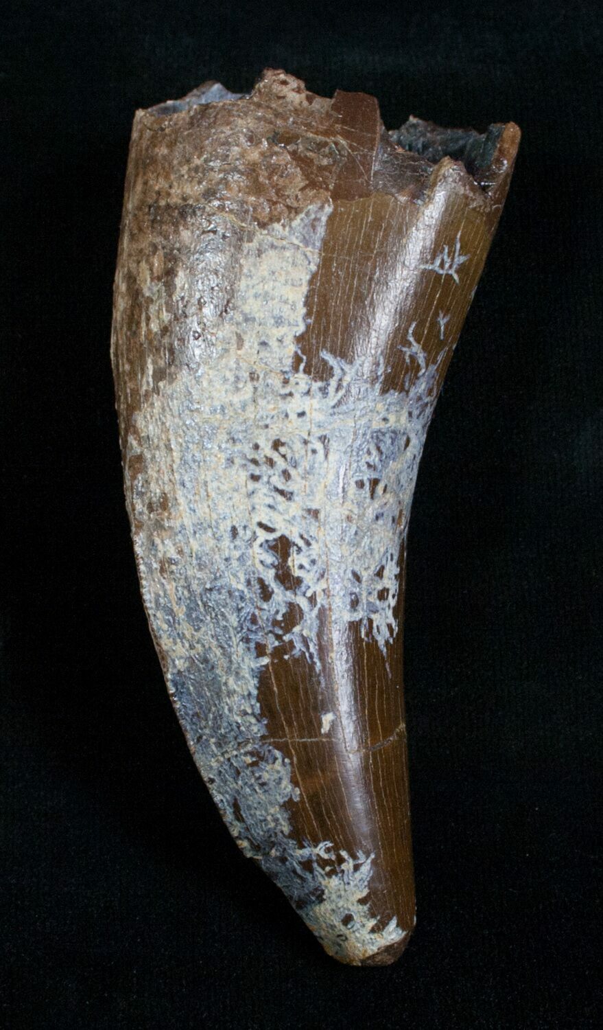 t rex tooth fossil