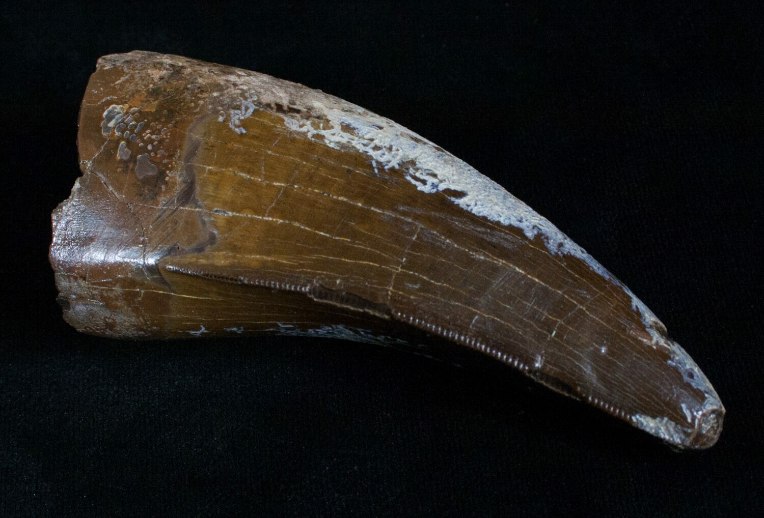 t rex tooth fossil