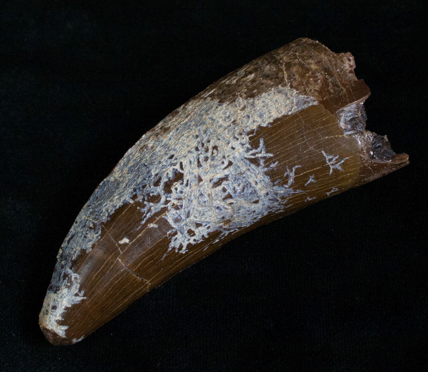 tyrannosaurus rex tooth for sale