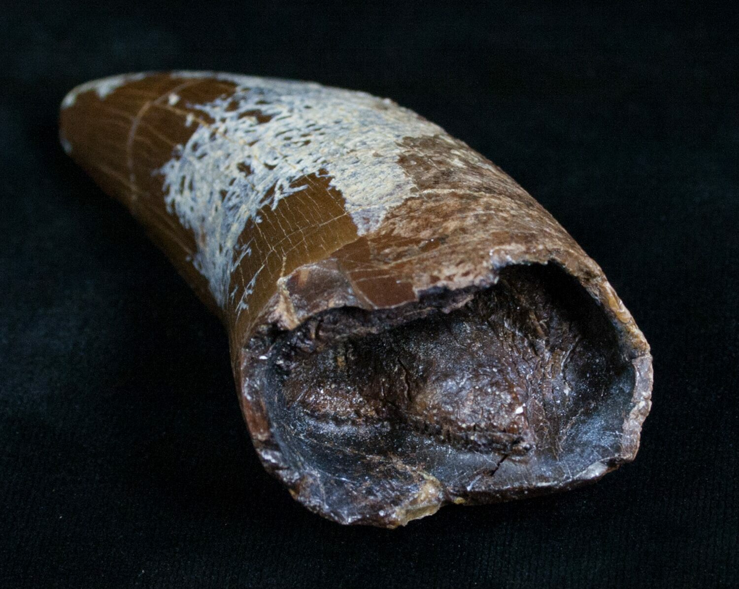 tyrannosaurus tooth fossil