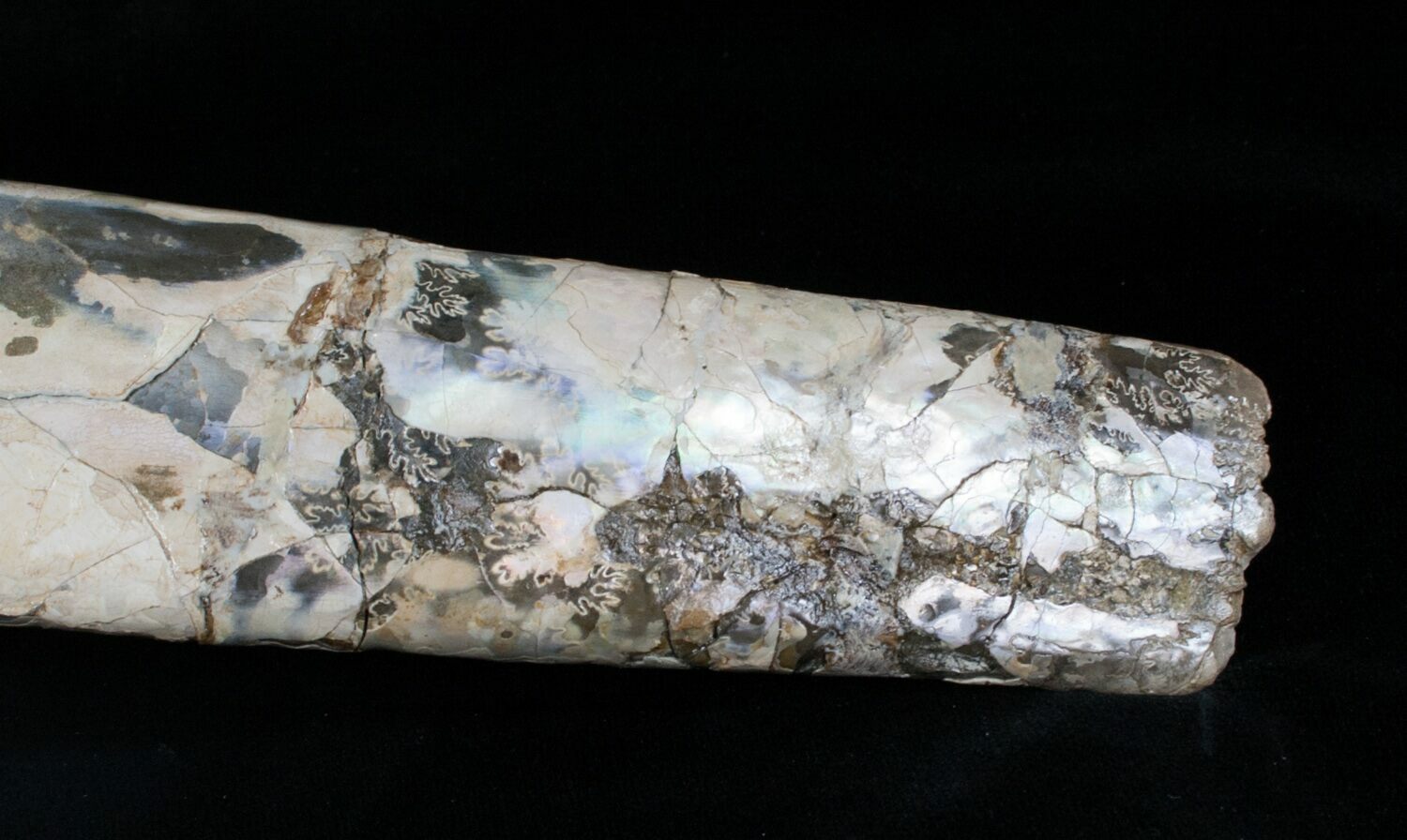 10" FreeStanding Baculite Pierre Shale For Sale (6103)