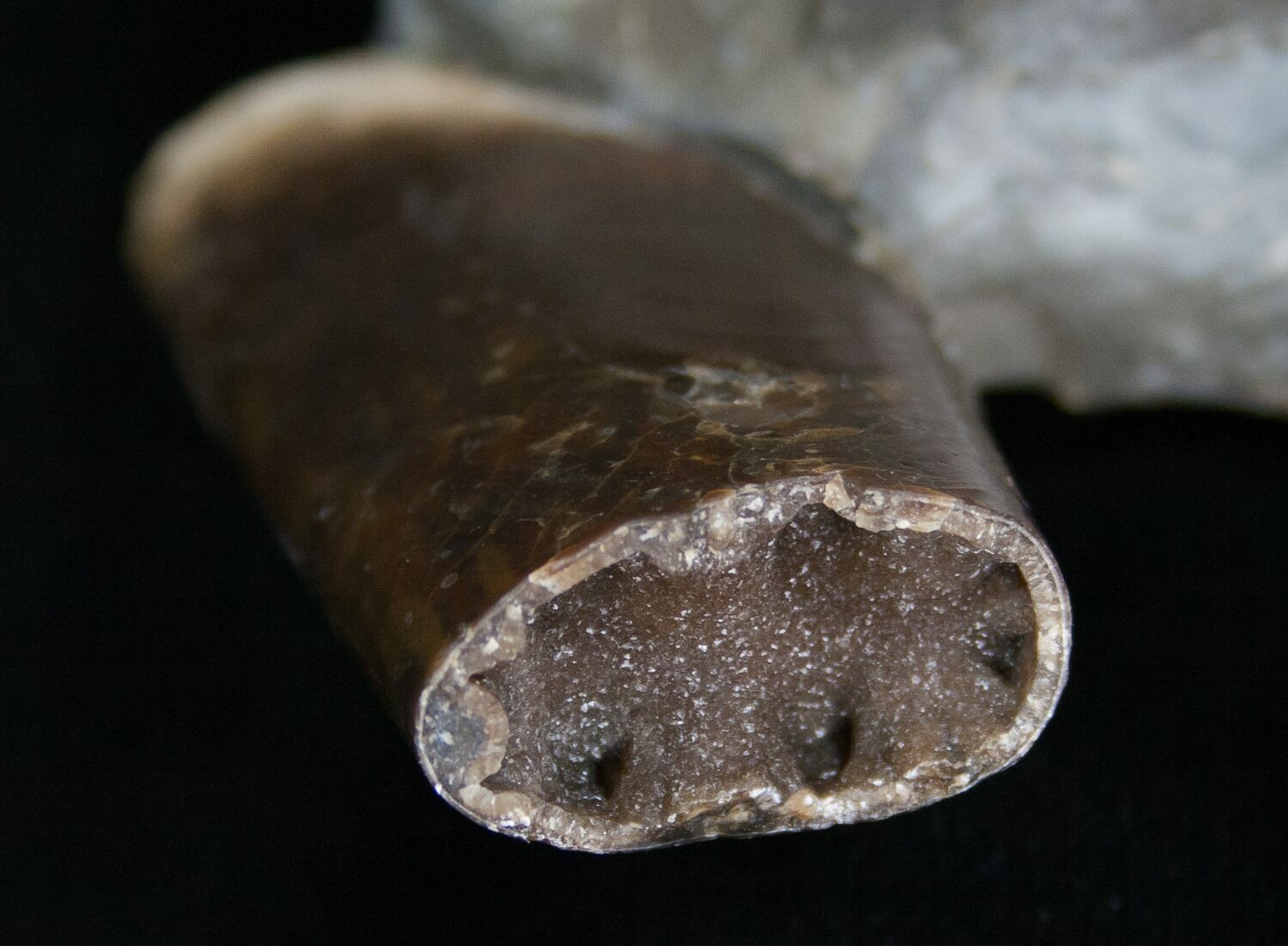 Hoploscaphites Ammonite Resting On Baculites For Sale (6124