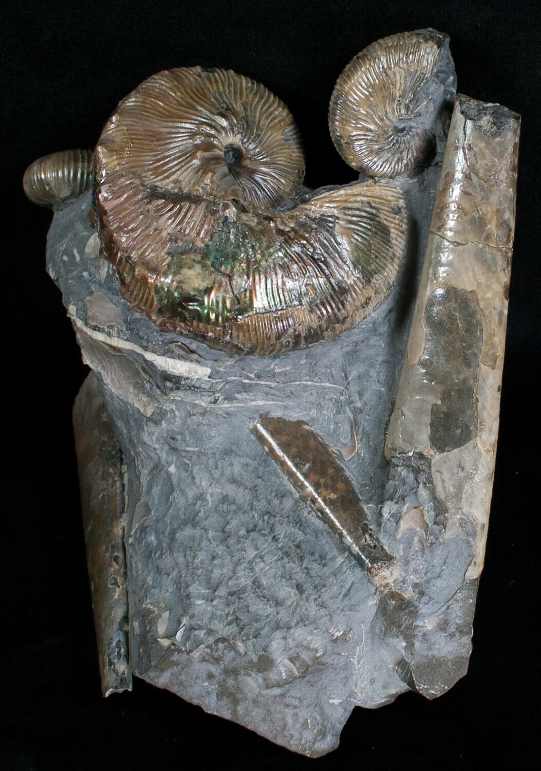 Three Hoploscaphites Ammonites + Baculites For Sale (6133)