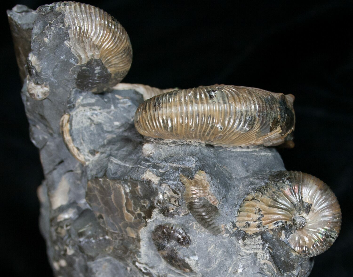 Three Hoploscaphites Ammonites + Baculites For Sale (6133)
