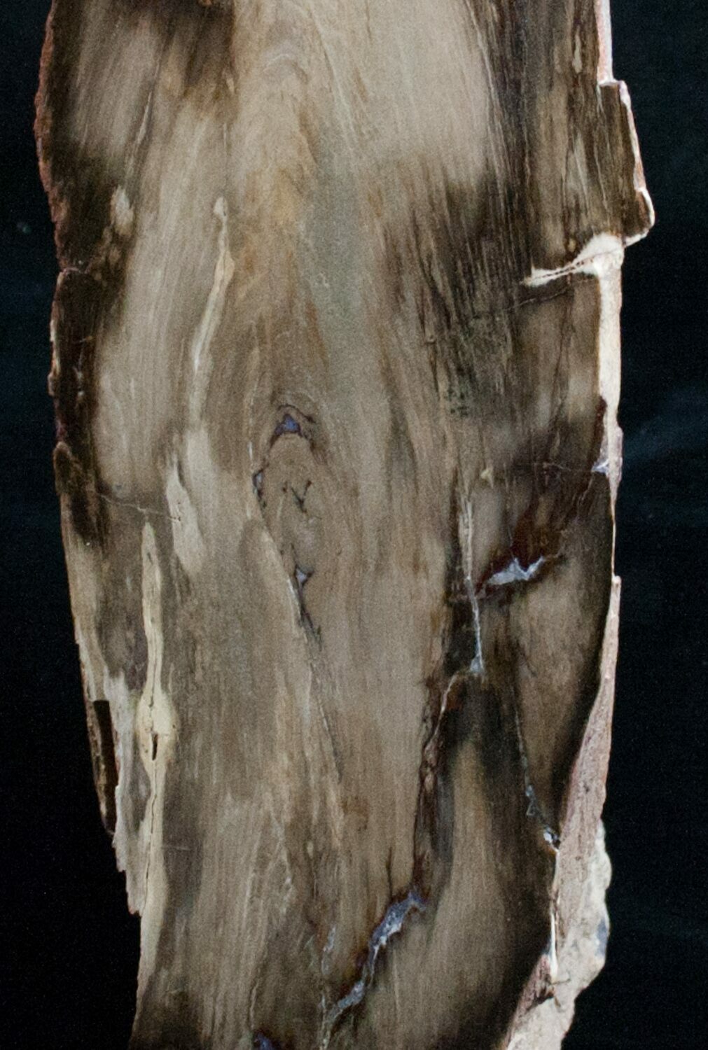 11" Petrified Wood FreeStanding Sculpture For Sale (6306)