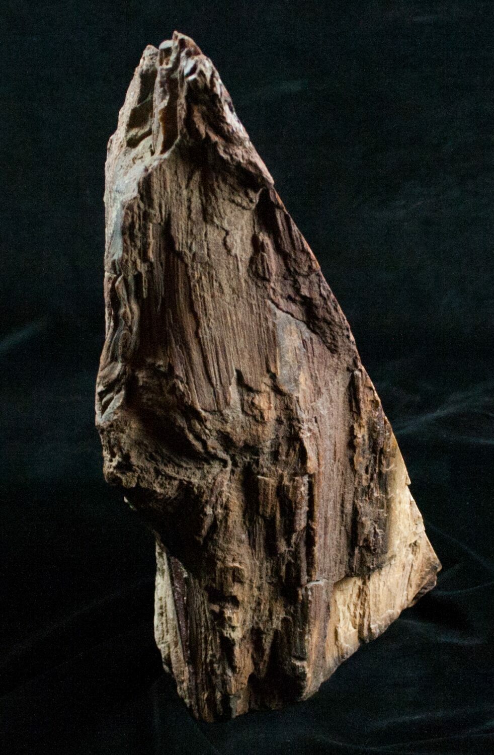 11" Petrified Wood FreeStanding Sculpture For Sale (6306)