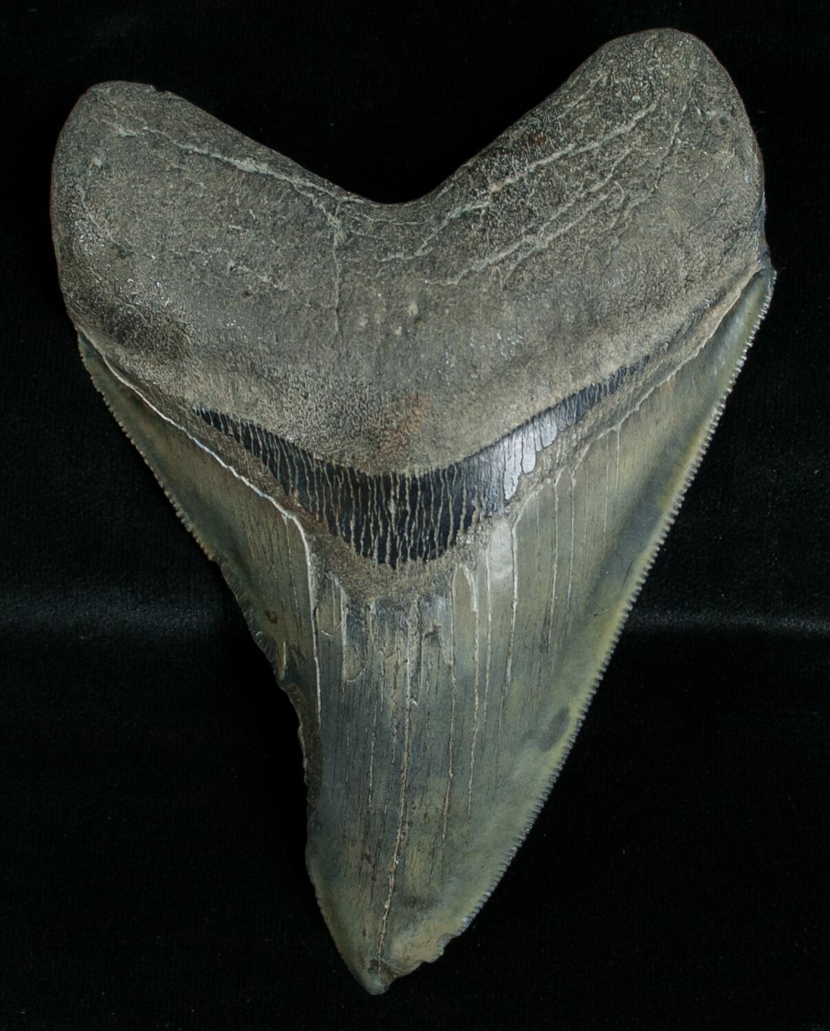 4.51" Megalodon Tooth - Serrated For Sale (#6381) - FossilEra.com