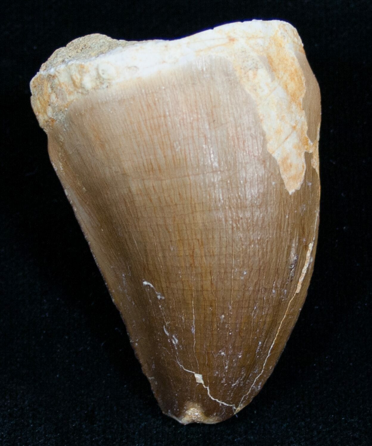 real mosasaur tooth