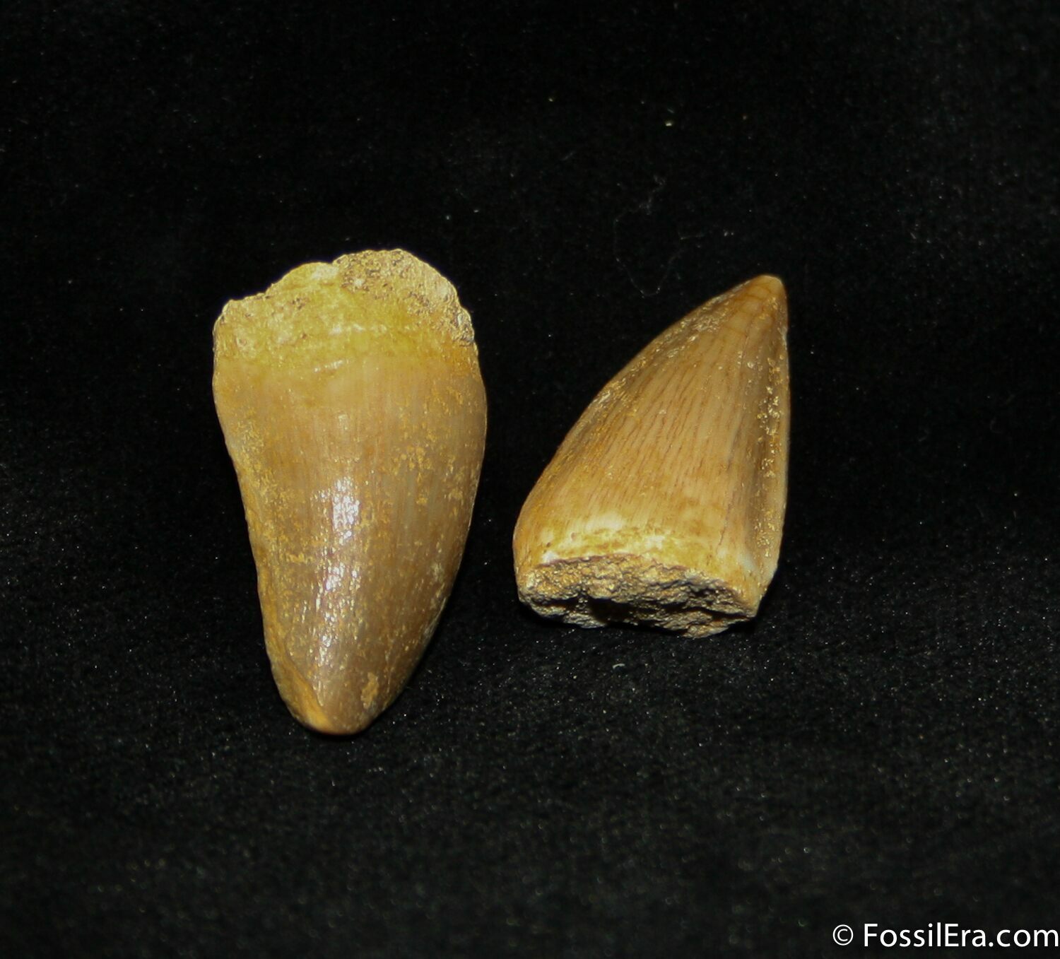 mosasaurus teeth for sale