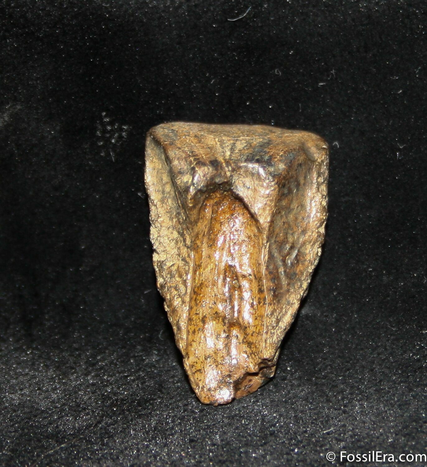 triceratops teeth for sale