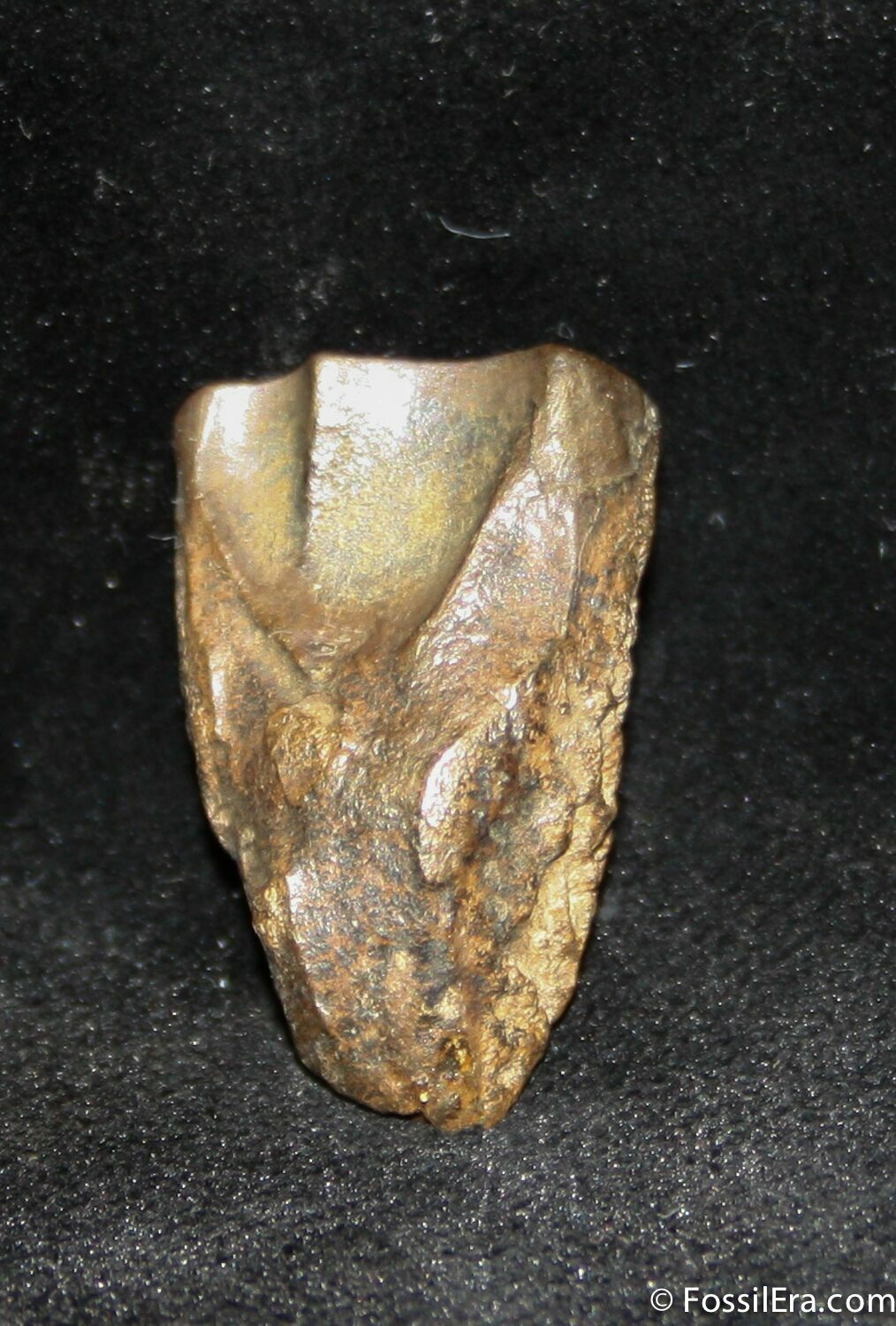 triceratops tooth