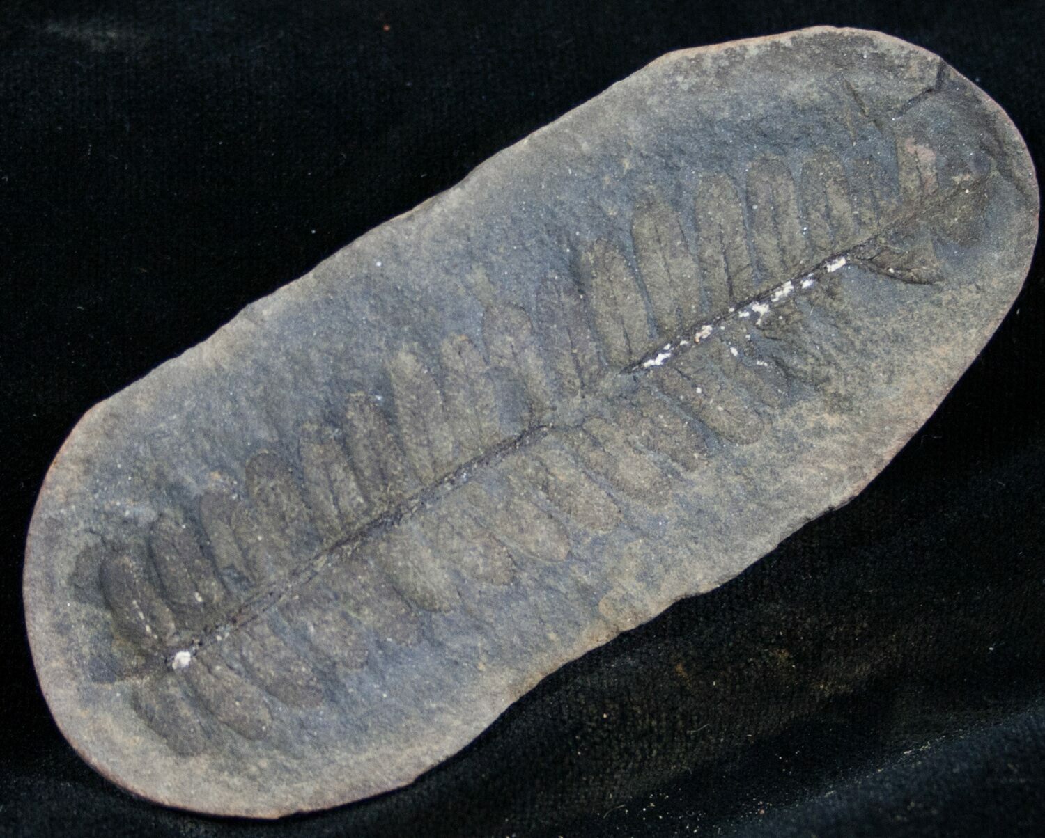 300 Million Year Old Fern Fossil 3.3" For Sale (7447)