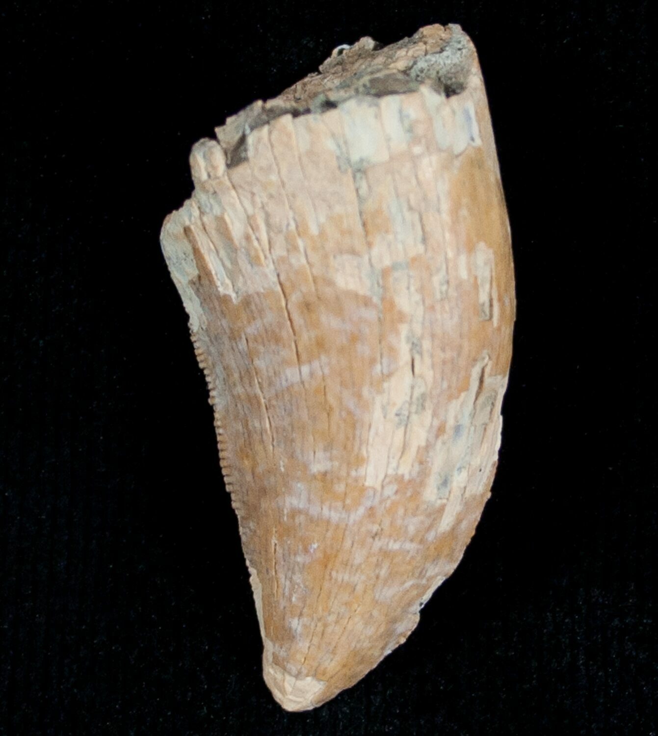 albertosaurus teeth