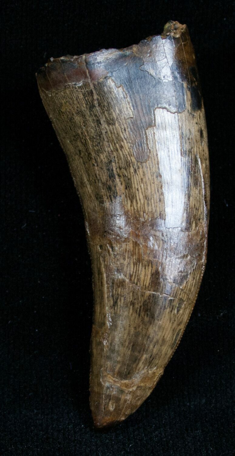 nanotyrannus tooth for sale