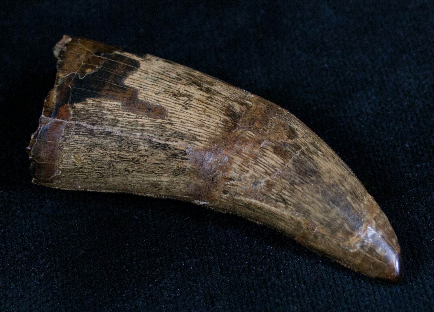 nanotyrannus tooth for sale