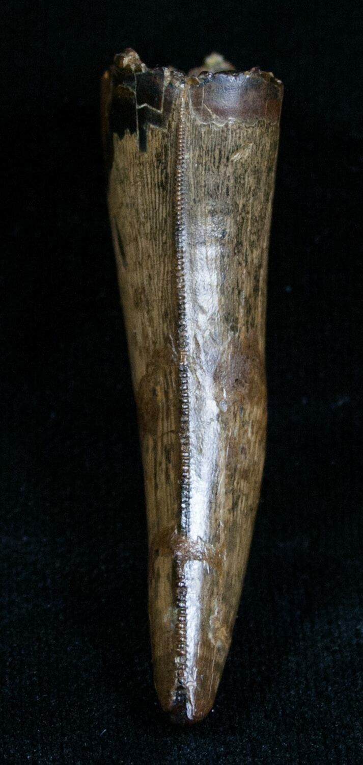 nanotyrannus tooth for sale