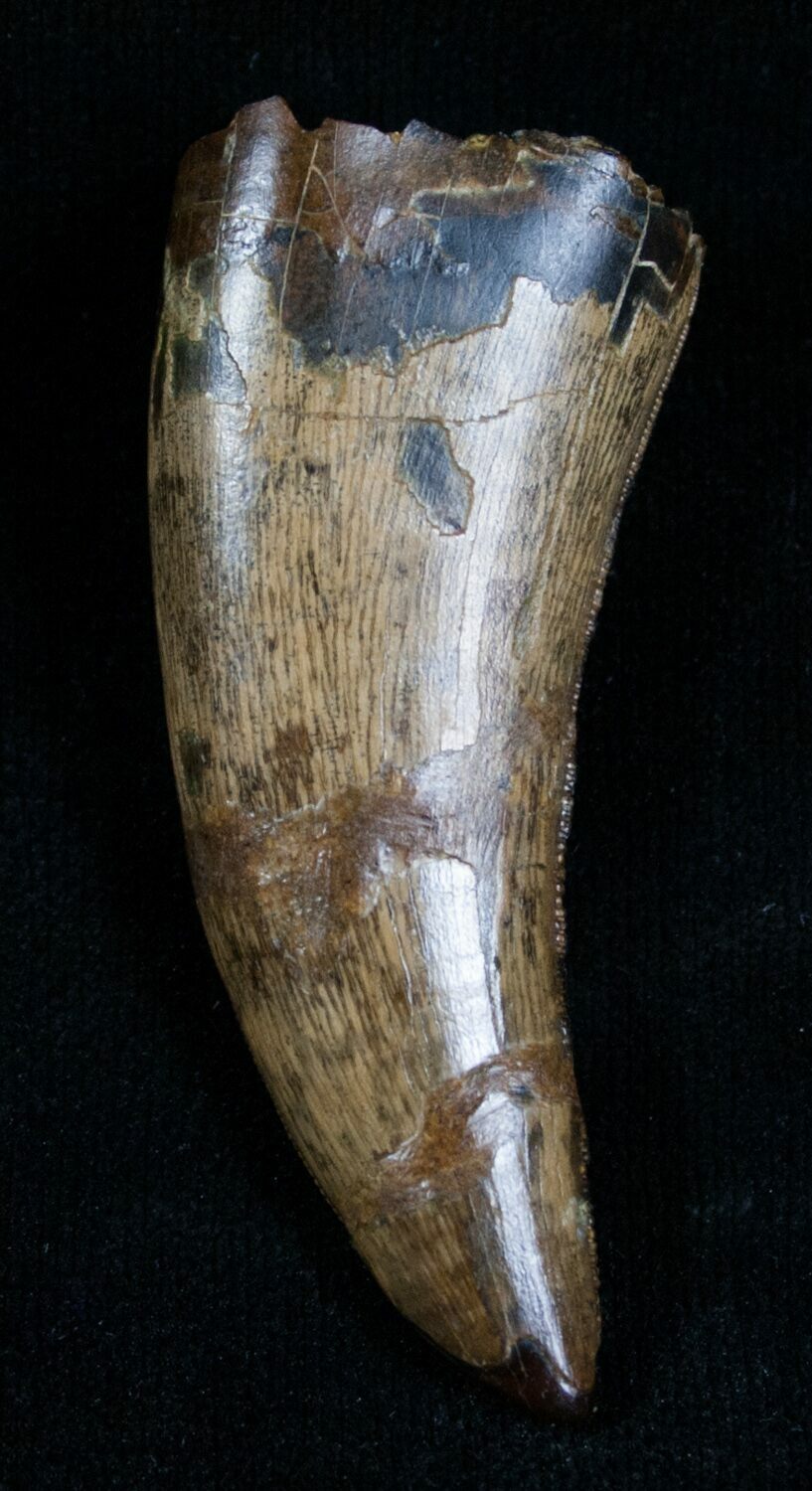 nanotyrannus tooth for sale