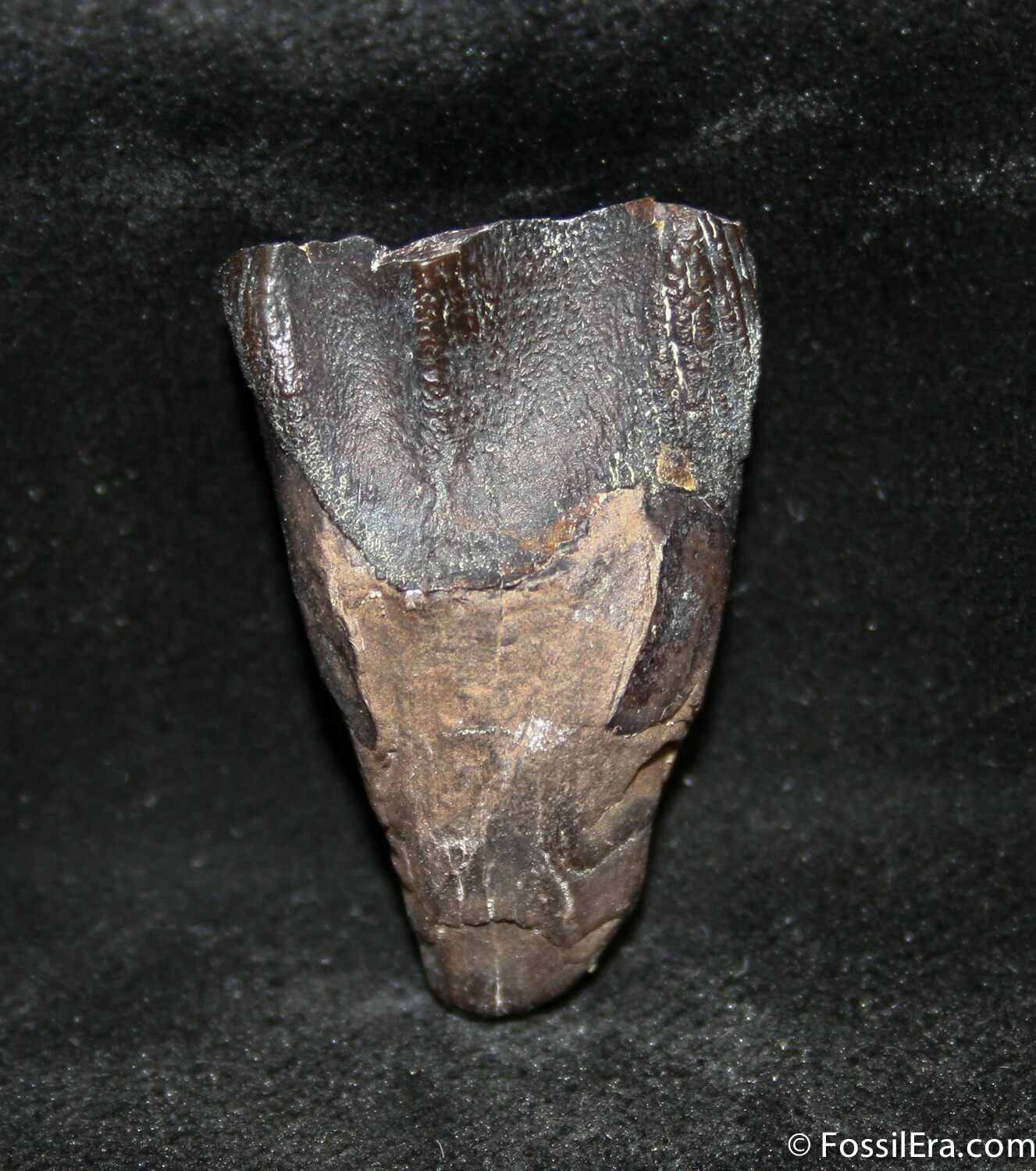 triceratops teeth for sale