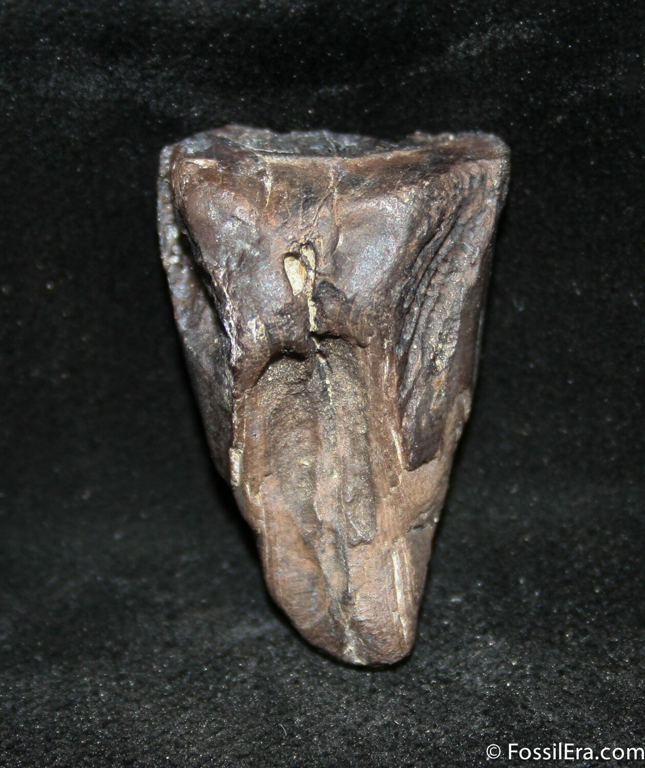 triceratops teeth for sale