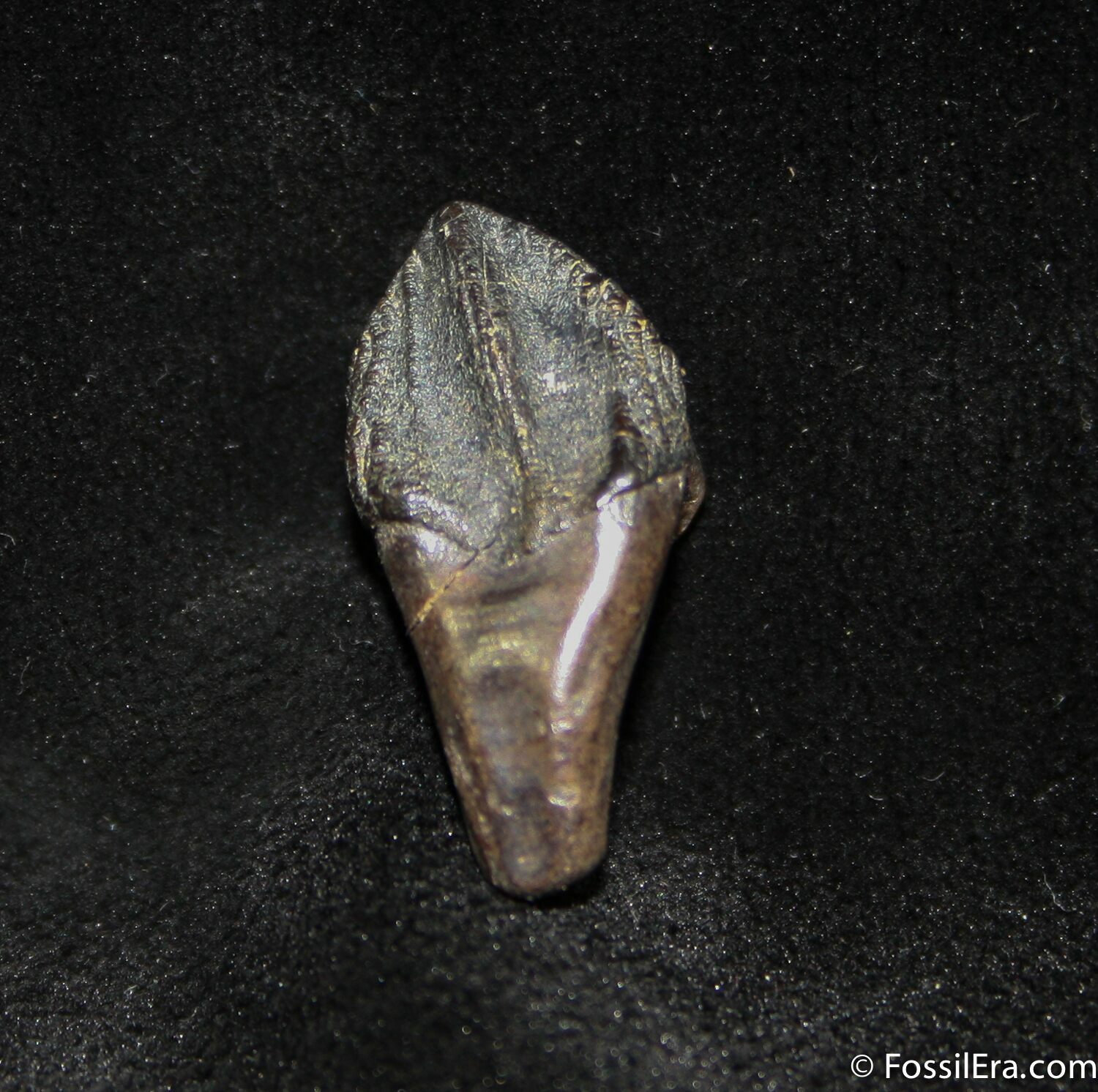 triceratops teeth for sale