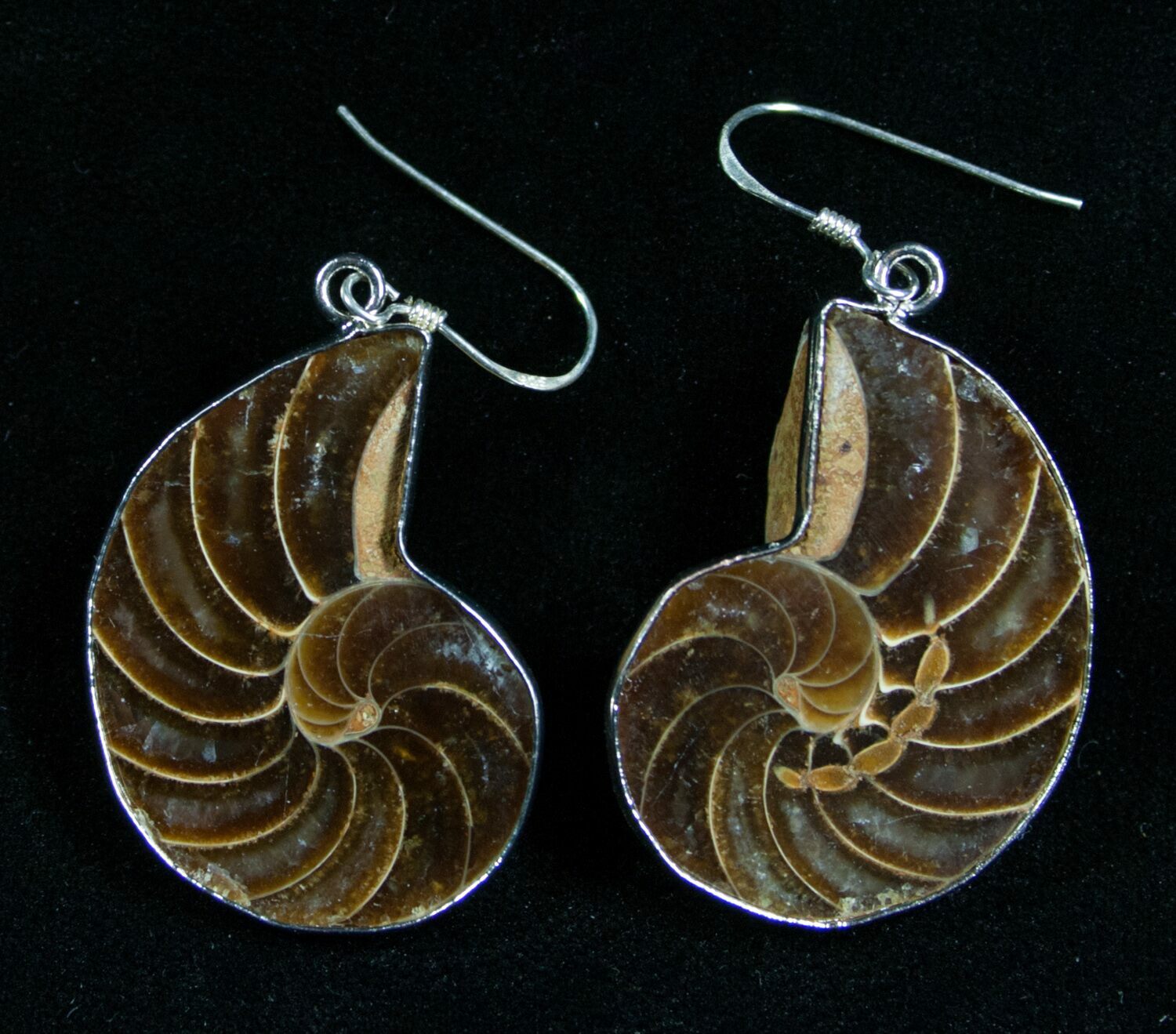 Fossil Nautilus Earrings Sterling Silver For Sale (7676)