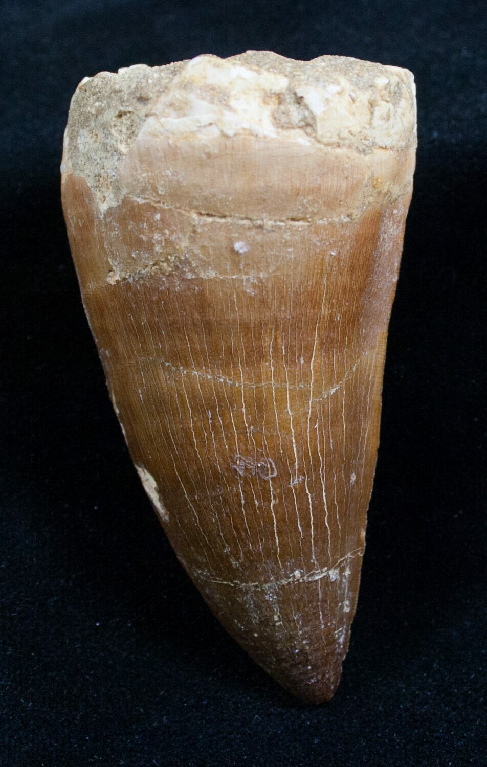 mosasaurus teeth for sale