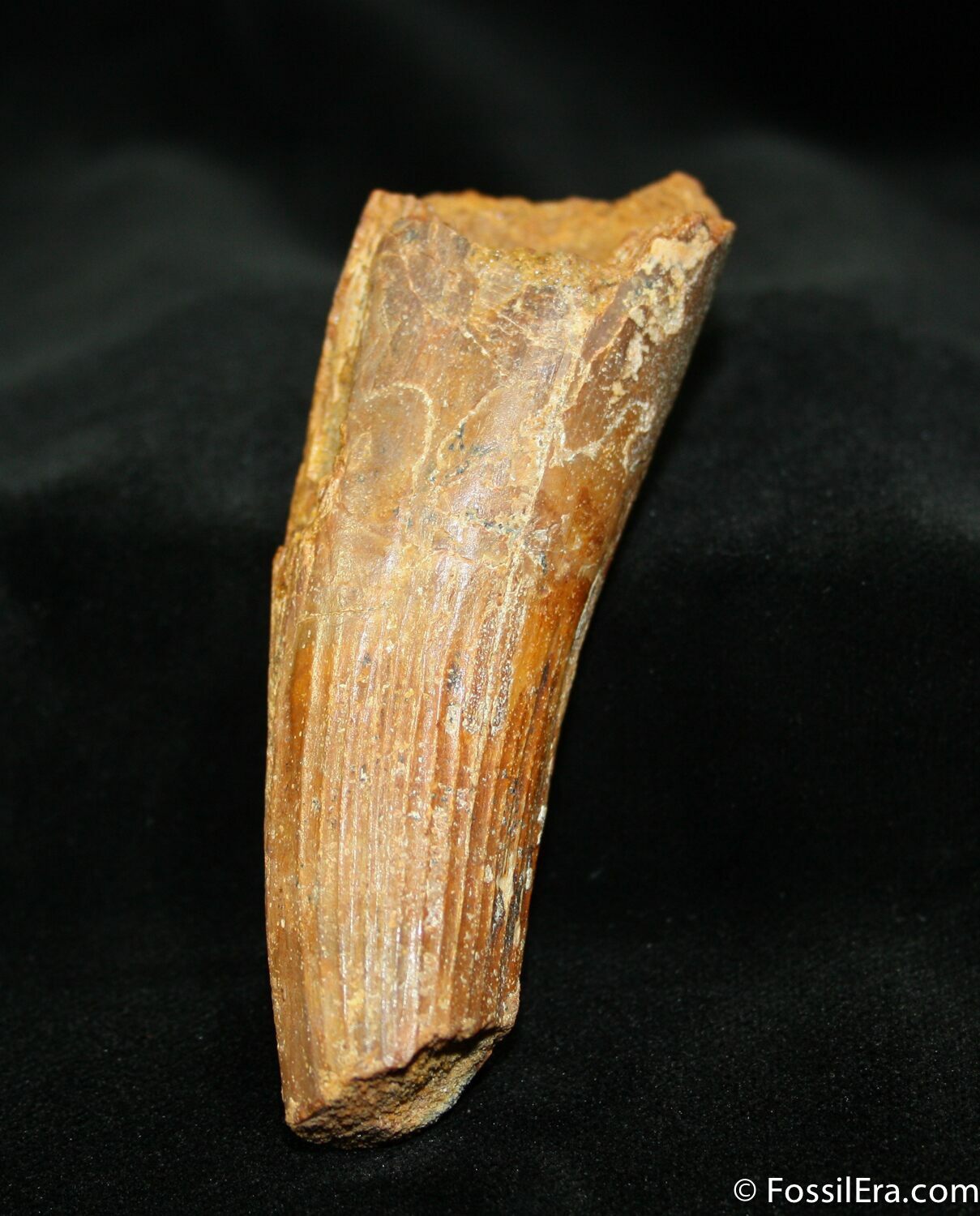 spinosaurus teeth for sale