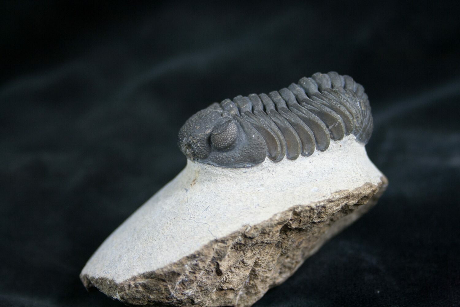 Very Detailed Phacops Trilobite 1 8 For Sale 7815 FossilEra